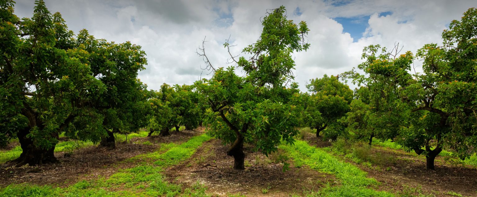 About Millennium Farms